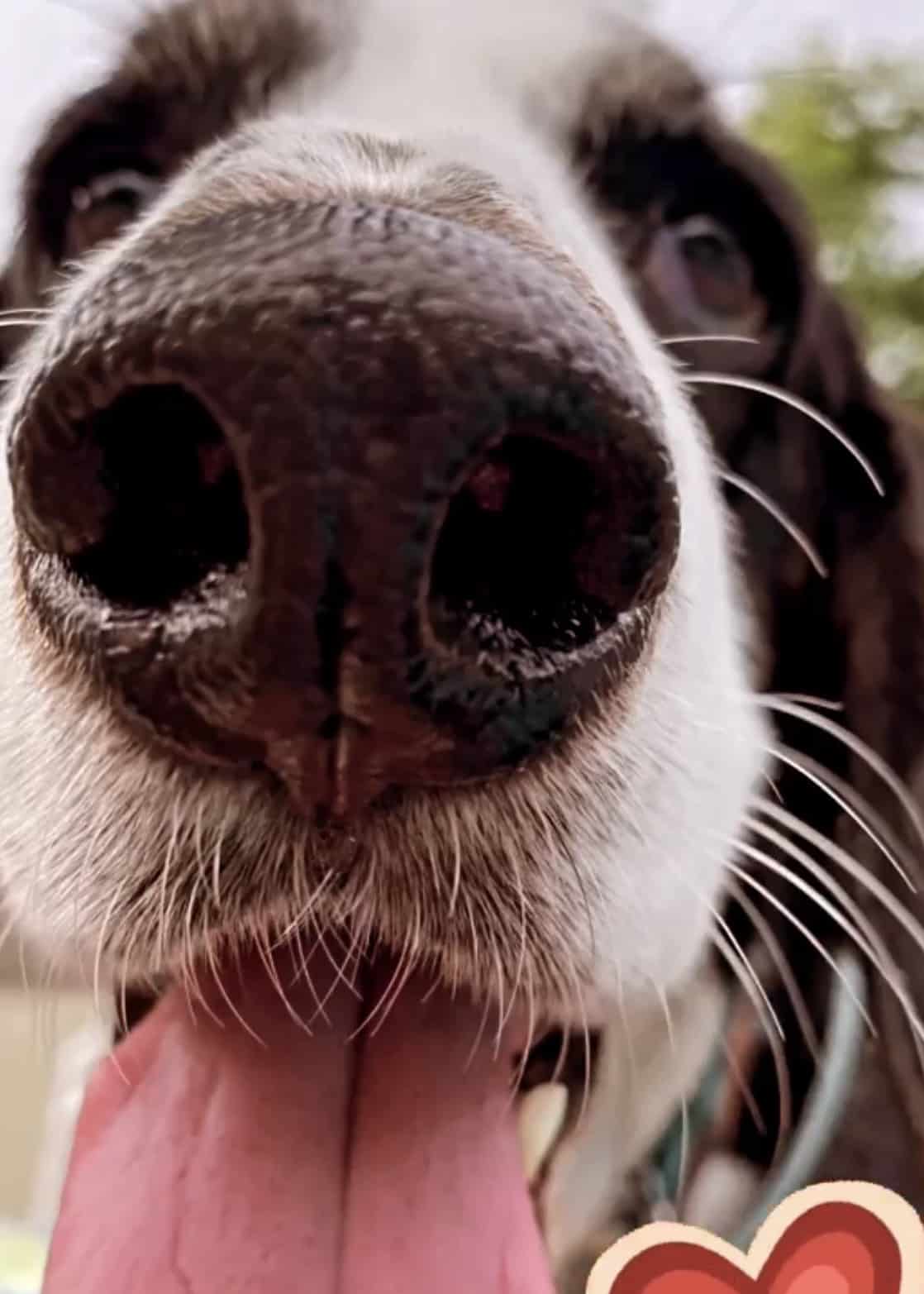 tightly cropped view of Pukini, the low hound, a black-and-white basset hound mix