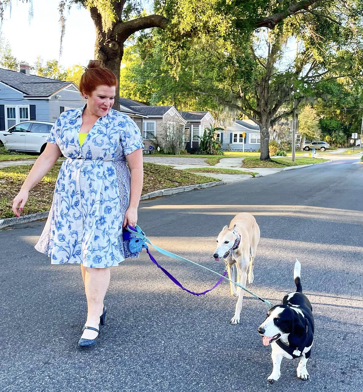 Karen Hesselbach in a blue and white patterned dress walks with the high hound Bellini, a fawn-colored greyhound, and Pukini, the low hound, a black-and-white-colored basset hound mix.